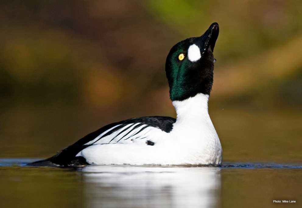 Common Goldeneye Ducks Unlimited
